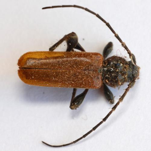 Réf. 299 572 : Phymatodes testaceus